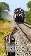 Wait for end - what monkey 🐵 did in last #dailymotion