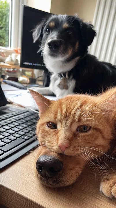 Cat work