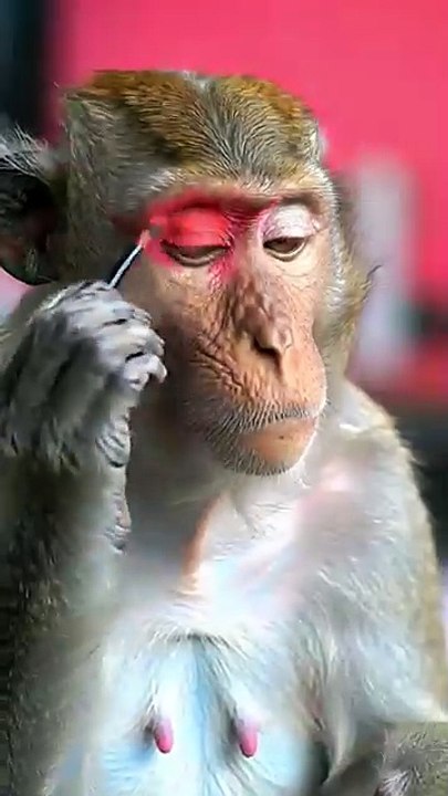 monkey funny butyfunny video