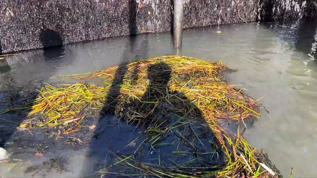 CH 10 Oct TOPO Peche au capelan WEB