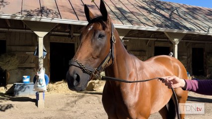 Randomized Set to Shine on Night of the Stars
