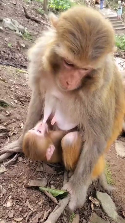 Watch as monkey shares her milk with her baby 😂