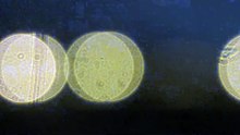 Adfree testing - Friday Fri, Oct 10, 2025 3:09 PM to 5:04 PM