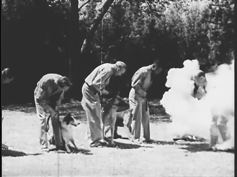 War Dogs (1942)