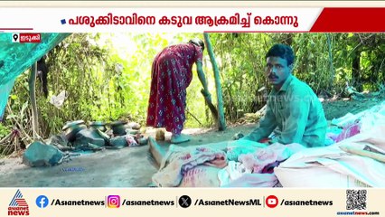 കടുവ പേടിയിൽ ഇടുക്കി; ആശങ്കയിൽ നാട്ടുകാര്‍, പുലിയും ഉണ്ടെന്ന സംശയത്തിൽ വനം വകുപ്പ്