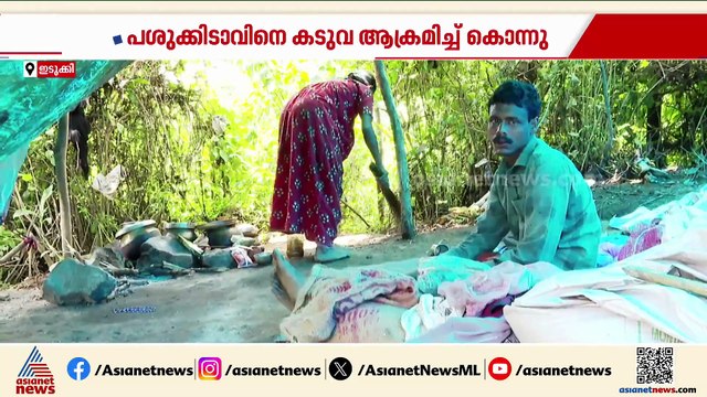 കടുവ പേടിയിൽ ഇടുക്കി; ആശങ്കയിൽ നാട്ടുകാര്‍, പുലിയും ഉണ്ടെന്ന സംശയത്തിൽ വനം വകുപ്പ്