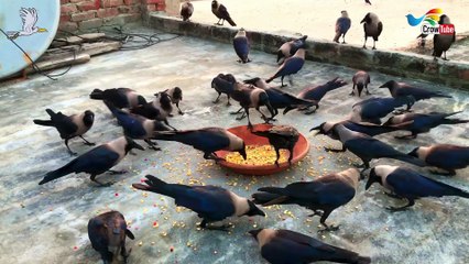 Beautiful Crow Video Feeding Together | Crow bird crowing sounds to attract crows Naturally