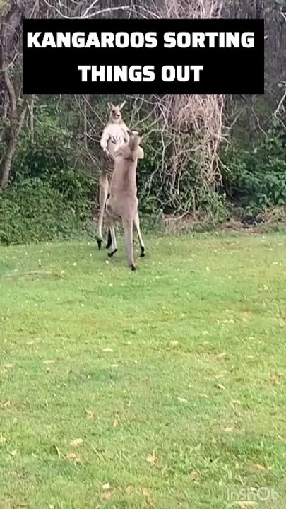 Kangaroos fighting