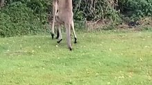 Kangaroos fighting