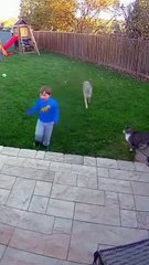 Cat vs Coyote: The Ultimate Showdown