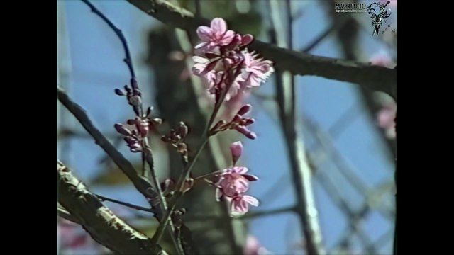 Tài Linh - Mỗi năm hoa đào nở [OFFICIAL MV] [4K HD REMASTERED]