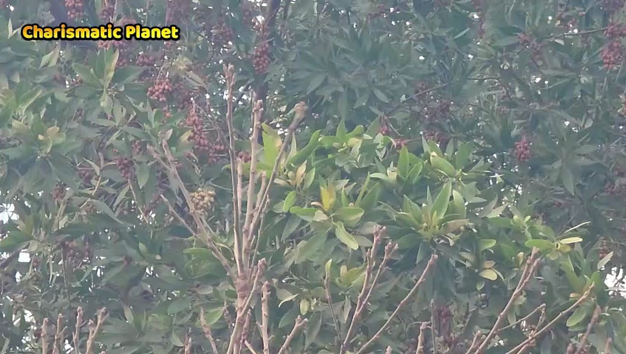 Yellow Billed Babbler Voice | Loud and Cheerful Bird Sounds