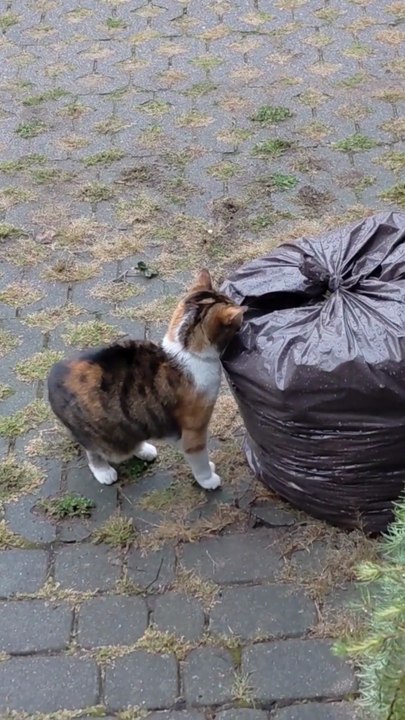 Morning Drink? Nature Gives Best Options :) #shorts #cat #funny #FunnyCats #ViralCats #trending #fyp #cute #animals