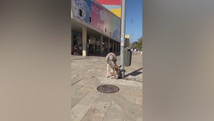Un burro se hace viral por pasear por las calles del centro de Huelva con una bufanda del Betis