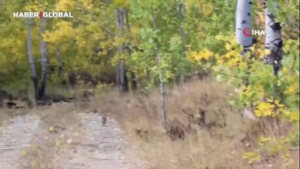 Nemrut Kalderası’nda çil keklik sürüsü görüntülendi