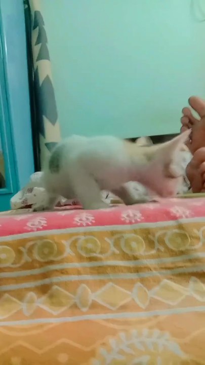 My cute kittens 🐈 finding her mother