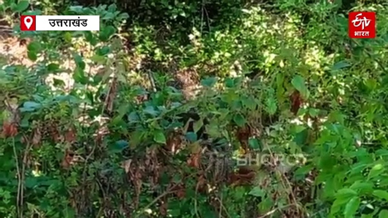 उत्तराखंड में मानव-वन्यजीव संघर्ष से गहरा रहा मानसिक संकट, सर्वाइवर झेल रहे 'सदमा'