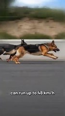The Fastest Dog Breeds Ever