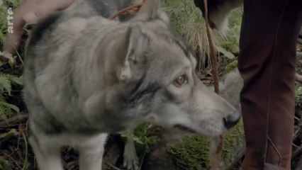 Histoire de la domestication - Épisode 1 - Des origines au Moyen Âge