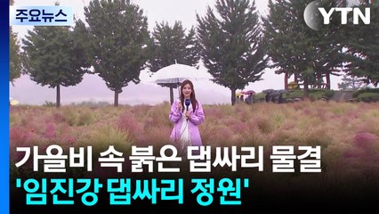 가을 정취 가득...붉게 물든 '임진강 댑싸리 정원' / YTN