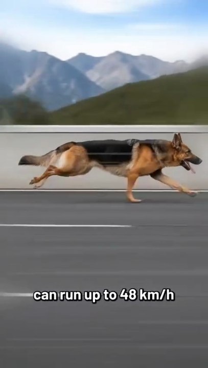 The Fastest Dog Breeds in the world۔