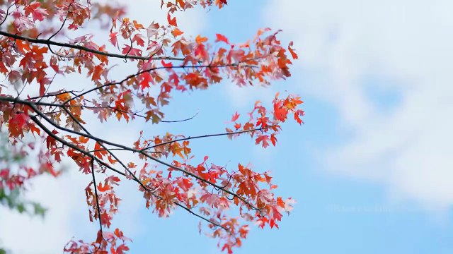 KING CRAB | Big Size Crab Recipe Cooking in American Village | VCC Cooking in USA | Seafood Recipe