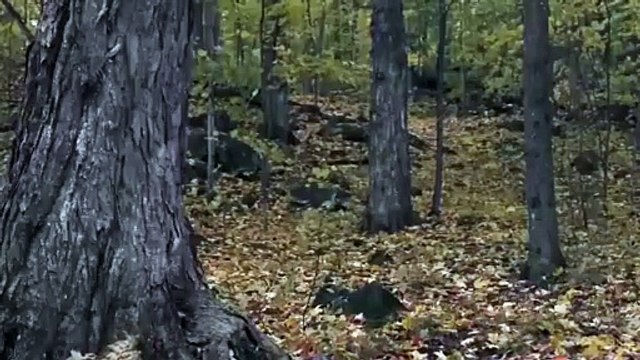 woodland grey فيلم الرعب والإثارة مترجم