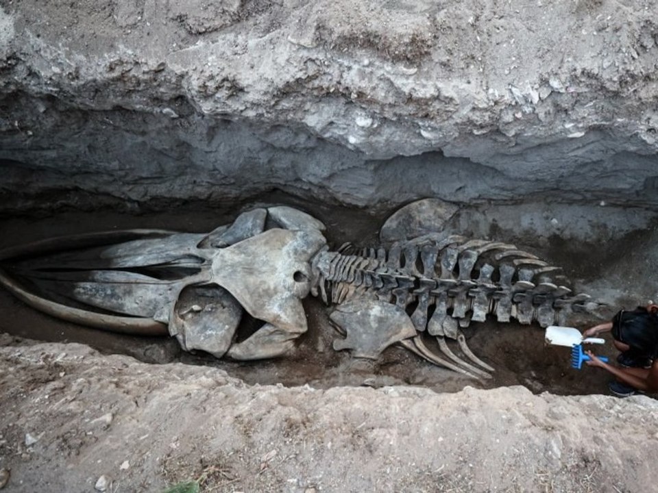 Auf Uni-Gelände: Studenten graben Skelett von riesigem Wal aus