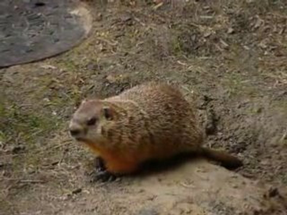 Marmotte (19)