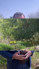 Sardone -  Incredibile a Pavia (11.10.25)