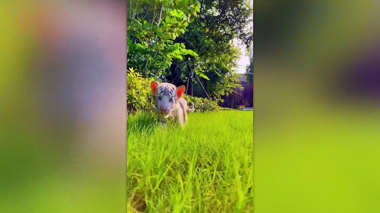 Before _ After Animals Growing Up. Incredible Animal Transformations