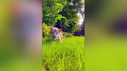 Before _ After Animals Growing Up. Incredible Animal Transformations