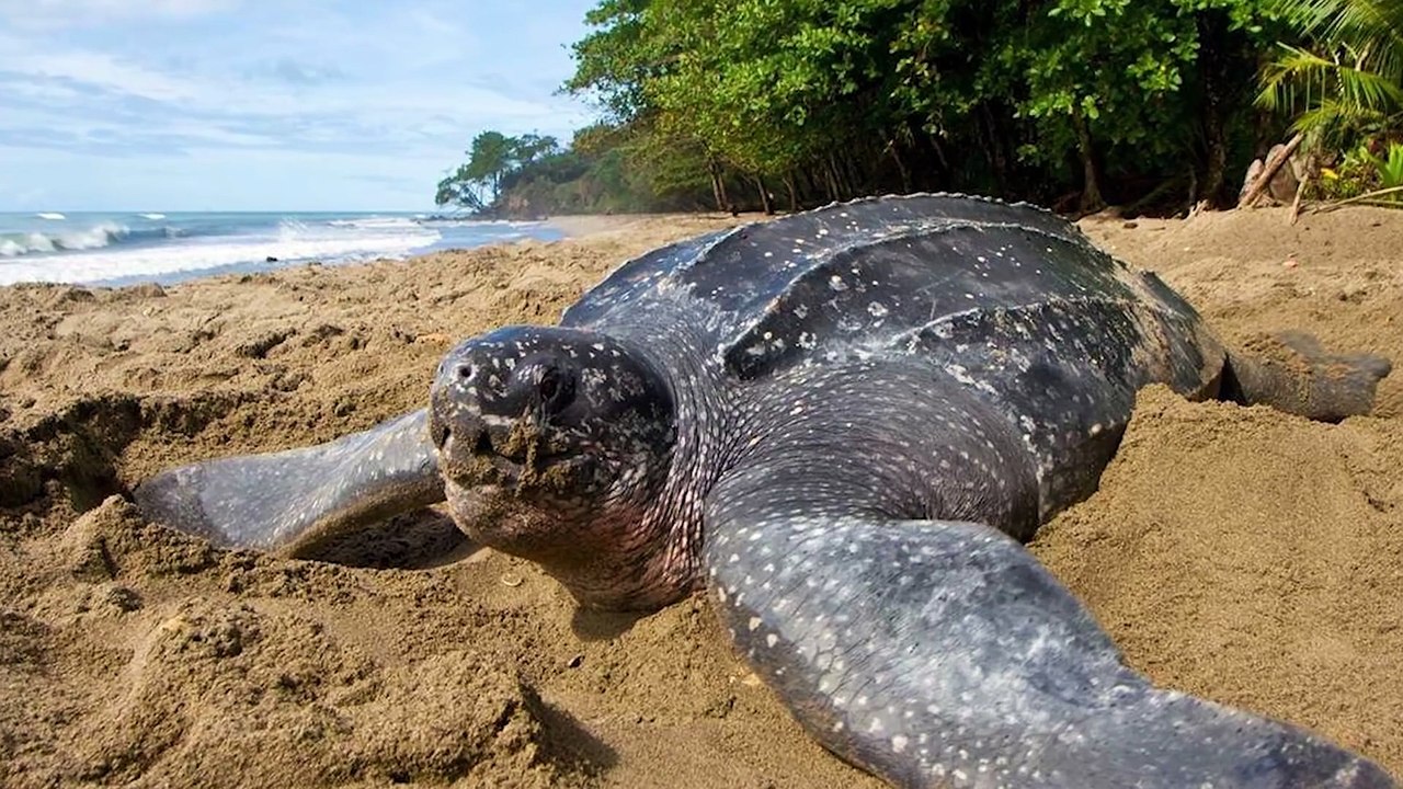 The Biggest Animals in the World