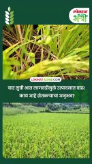 चार सुत्री भात लागवडीमुळे उत्पादनात वाढ! काय आहे शेतकऱ्याचा अनुभव?