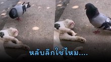 ชอตนี้ฮาลั่น เมื่อนกพิราบเห็นน้องแมวหลับ เลยทำแบบนี้