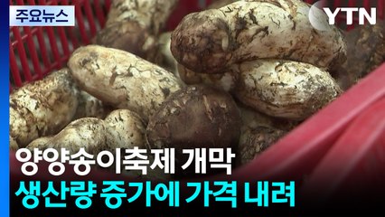 '가을의 향' 양양송이축제 개막...가격 하락세 / YTN