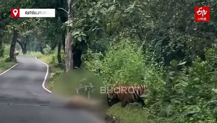 அதிரப்பள்ளி வனப்பகுதியில் மானை வேட்டையாடிய புலி: வைலாகும் வீடியோ!
