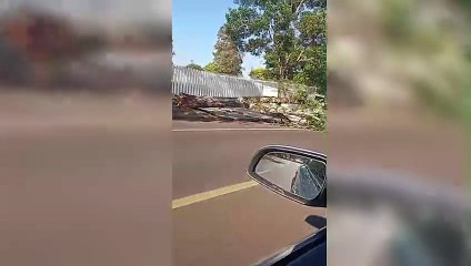 Atenção! Árvore tomba e impede passagem de carros na Rua Guaracás