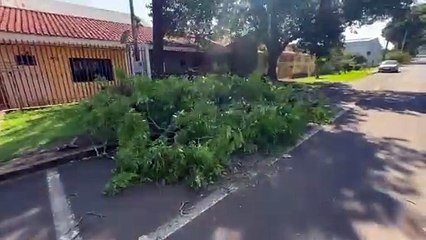 Tráfego liberado na Rua Guaracás após remoção de árvore caída em Cascavel