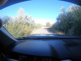 cow moose and calves