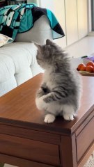 😹 Funny Cat Compilation 2025 – Non Stop Laughter Guaranteed  6