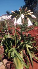 When the flower is almost dying.