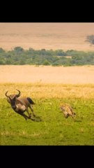 Wildebeest turn the tables on leopards — courage and unity in the wild! 💥🐃🐆👉 Follow for more powerful wildlife moments! 🌍🦁#WildlifeDrama #NatureInAction #Wildebeest #Leopard