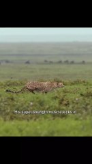 A lightning chase between predator and prey! 🦌🐆💨👉 Follow for more wild moments! 🌍🔥#WildlifeAction #Gazelle #Leopard