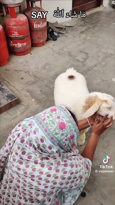 Love with Goat Sheep