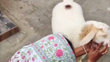 Love with Goat Sheep