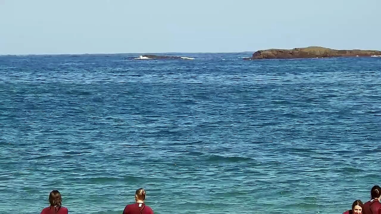 Delfines en la Zurriola