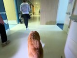 Quand la douceur d’un chien apaise la fin de vie au CHU Nord - Saint-Etienne Métropole - TL7, Télévision loire 7