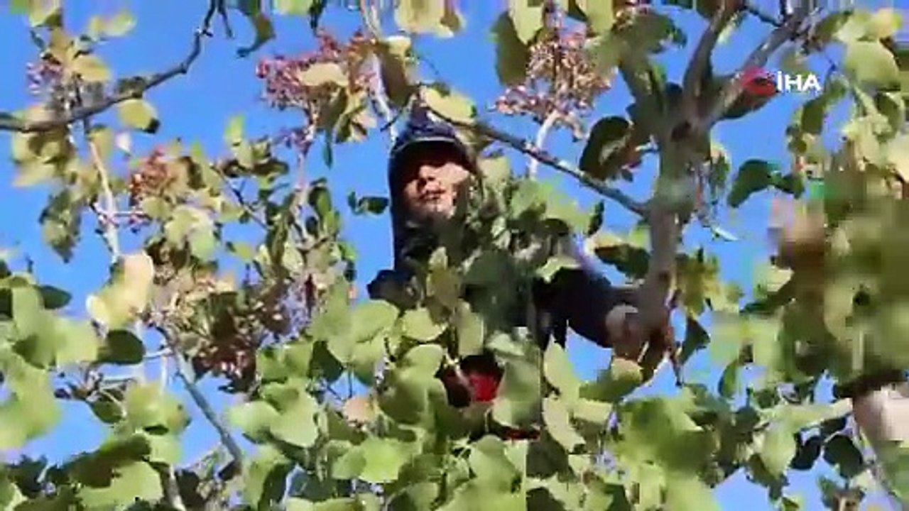 Türkiye'nin lezzet deposu yeşil altınına da bu sene hasret kalacağız!