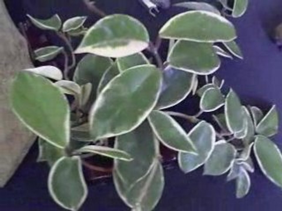 生肖玉刀 Ｎ4  紅山珍寶 玉而富